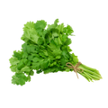 Coriandre Fraîche en Branche – Bouquet Aromatique