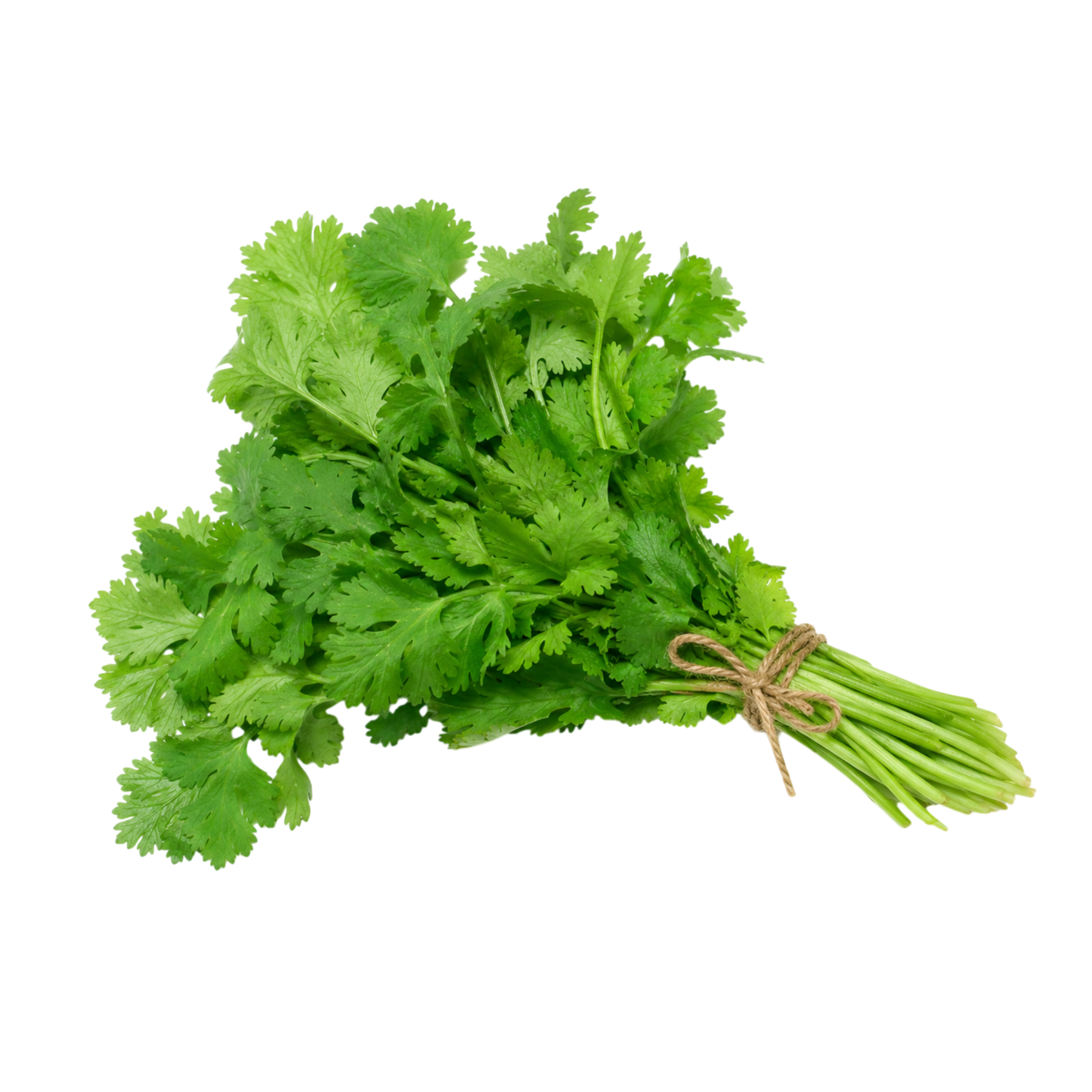 Coriandre Fraîche en Branche – Bouquet Aromatique