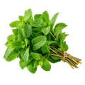 Menthe Fraîche en Branche – Bouquet Aromatique